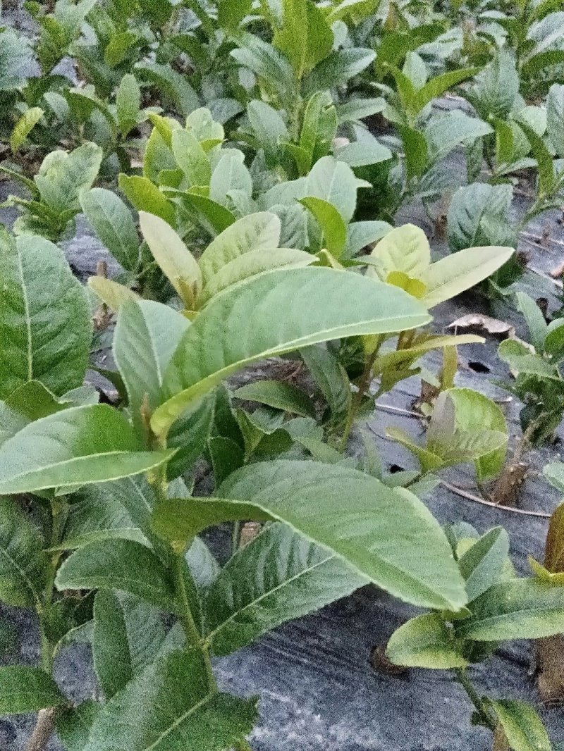 广东佛手苗，省内包邮，20一60公分