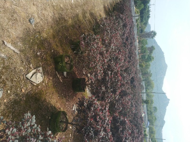 【红花继木红继木】各种规格欢迎合作详谈