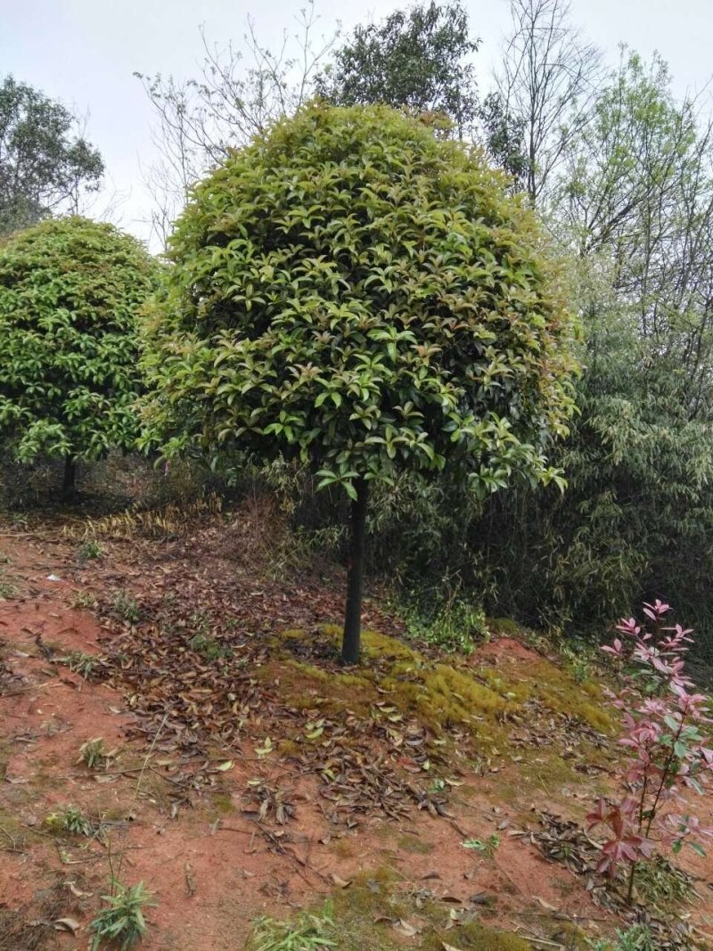 桂花，桂花树桂花，10至15公分精品桂花树【鸿洋园艺】
