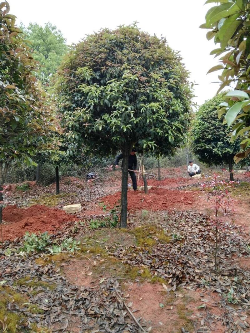 桂花，桂花树桂花，10至15公分精品桂花树【鸿洋园艺】
