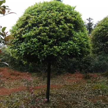 桂花，桂花树桂花，10至15公分精品桂花树【鸿洋园艺】