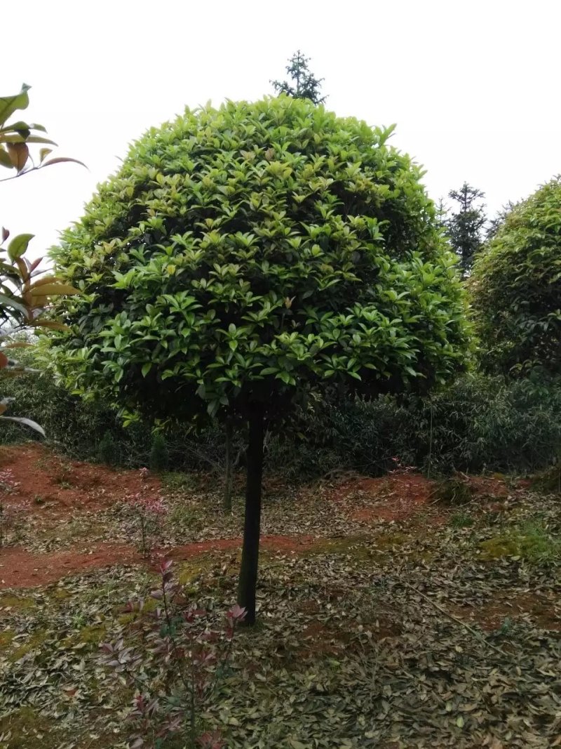 桂花，桂花树桂花，10至15公分精品桂花树【鸿洋园艺】