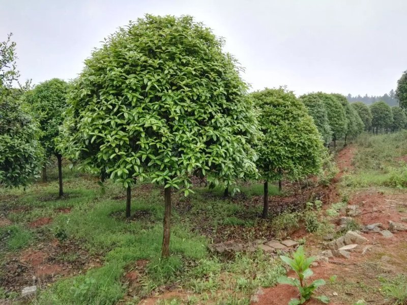 桂花，桂花树桂花，10至15公分精品桂花树【鸿洋园艺】