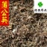 蒲公英干货野生公英新货颜色好供应大货