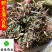蒲公英干货野生公英新货颜色好供应大货