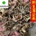 蒲公英干货野生公英新货颜色好供应大货