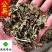 蒲公英干货野生公英新货颜色好供应大货