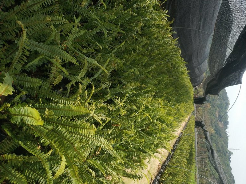 肾蕨排骨草圆羊齿、篦子草、凤凰蛋、蜈蚣草、石黄皮
