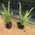 肾蕨排骨草圆羊齿、篦子草、凤凰蛋、蜈蚣草、石黄皮