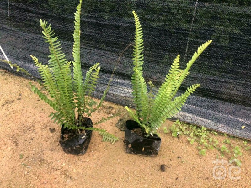 肾蕨排骨草圆羊齿、篦子草、凤凰蛋、蜈蚣草、石黄皮