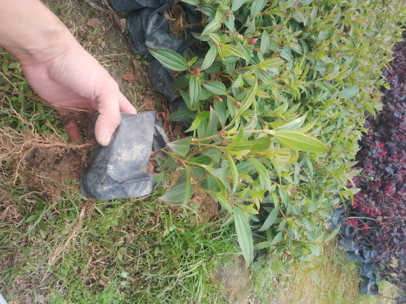 精品野牡丹巴西野牡丹牡丹花紫色野牡丹