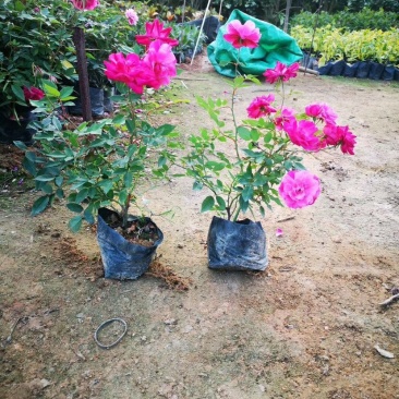 月季月月红、月月花、长春花、四季花、胜春