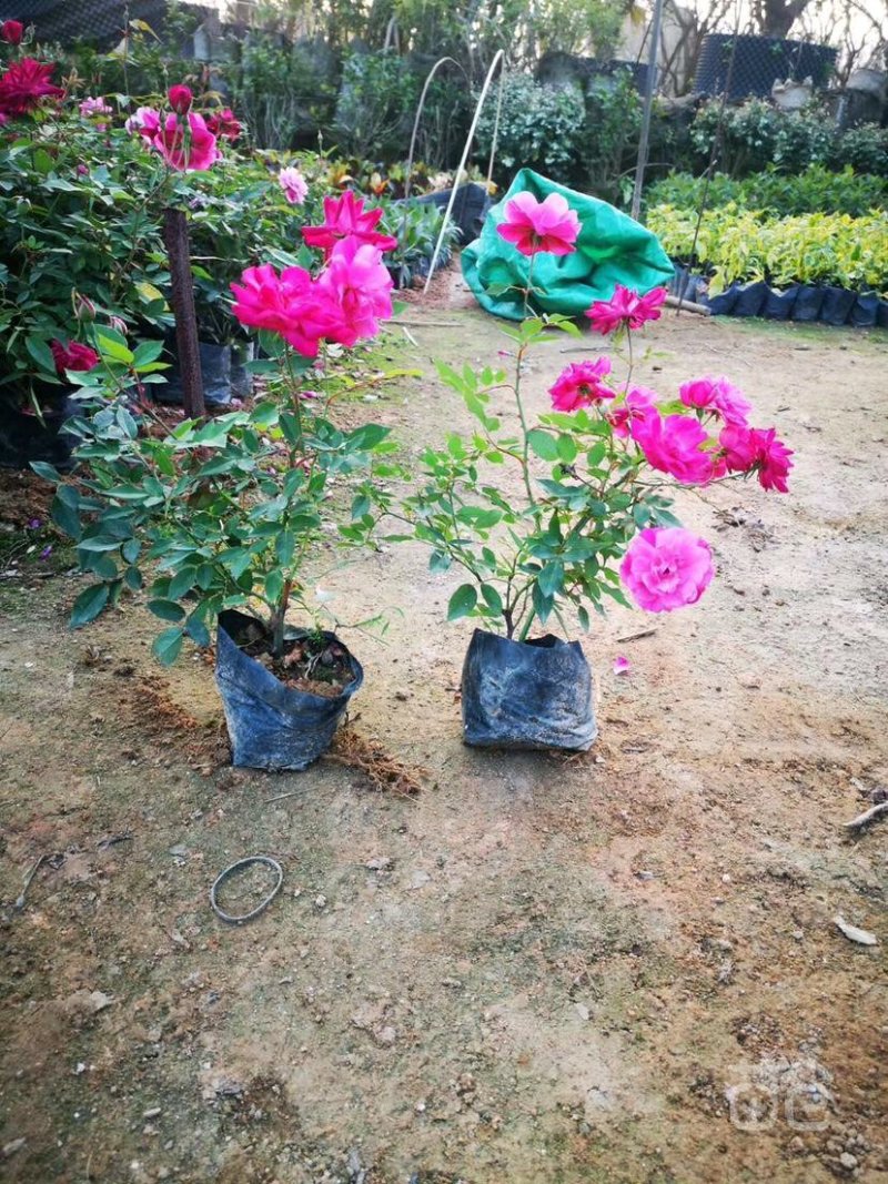 月季月月红、月月花、长春花、四季花、胜春
