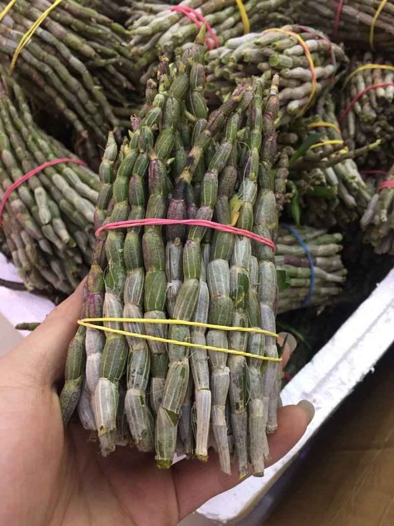 【爆款】浙江铁皮石斛鲜条，特级特粗短条量大从优