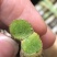 【爆款】浙江铁皮石斛鲜条，特级特粗短条量大从优