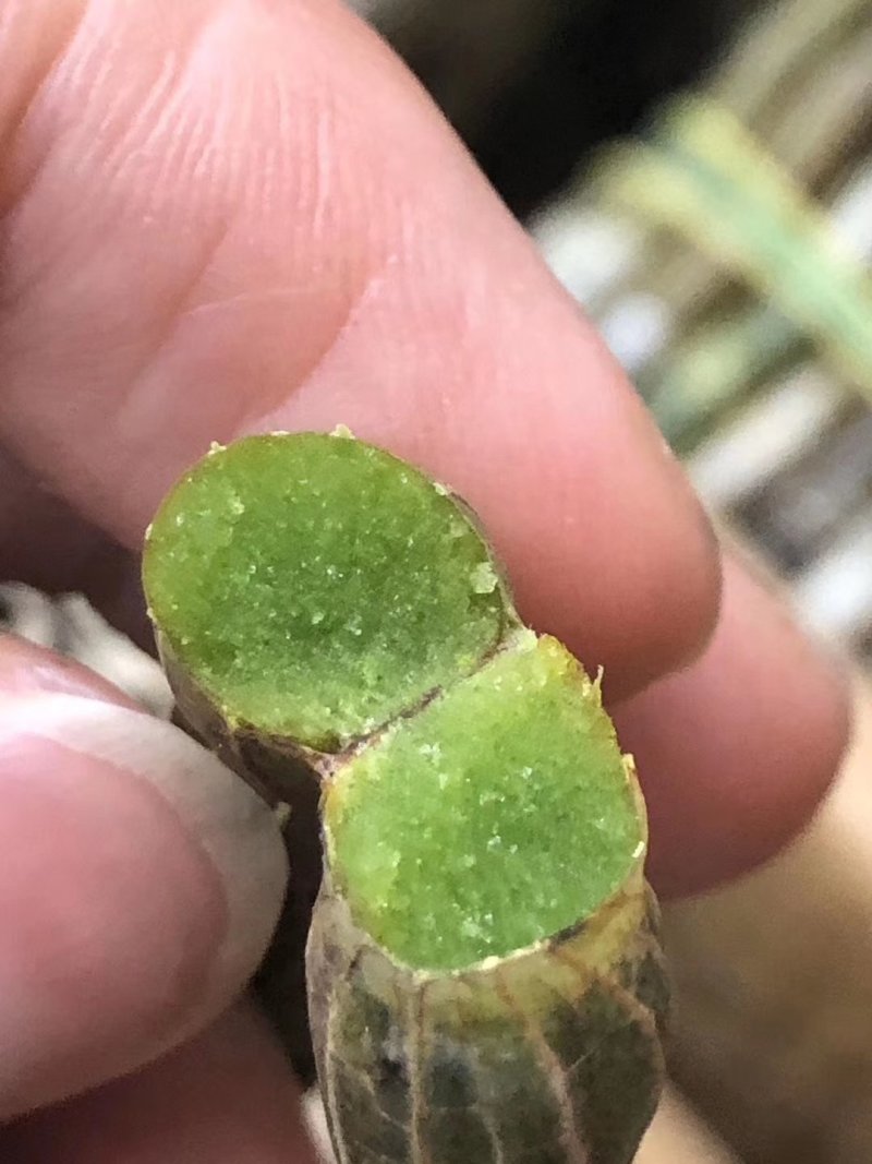 【爆款】浙江铁皮石斛鲜条，特级特粗短条量大从优