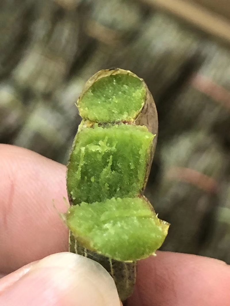 【爆款】浙江铁皮石斛鲜条，特级特粗短条量大从优