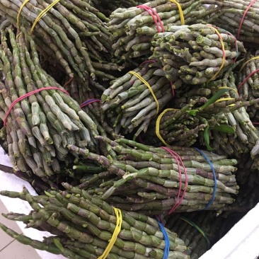 【爆款】浙江铁皮石斛鲜条，特级特粗短条量大从优