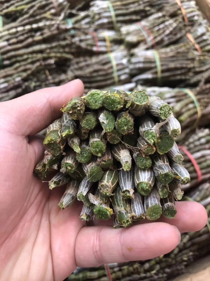 【爆款】浙江铁皮石斛鲜条，特级特粗短条量大从优