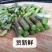 【爆款】浙江铁皮石斛鲜条，特级特粗短条量大从优