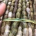 【爆款】浙江铁皮石斛鲜条，特级特粗短条量大从优
