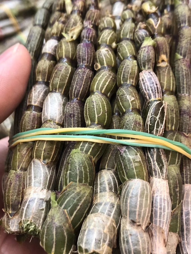 【爆款】浙江铁皮石斛鲜条，特级特粗短条量大从优