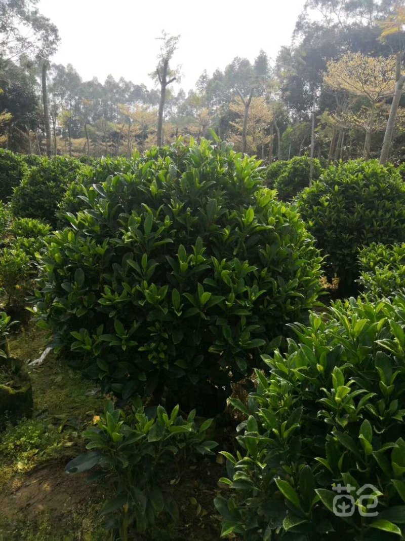 非洲茉莉华灰莉木、箐黄果承接苗木工程苗木供应