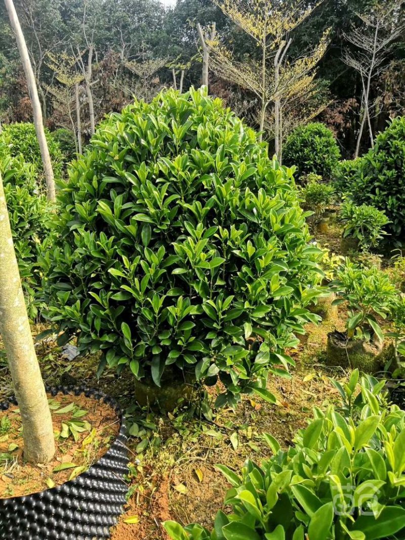 非洲茉莉华灰莉木、箐黄果承接苗木工程苗木供应