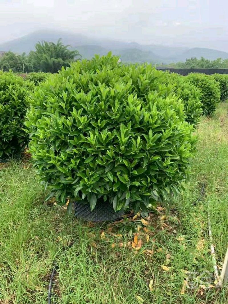 非洲茉莉华灰莉木、箐黄果承接苗木工程苗木供应