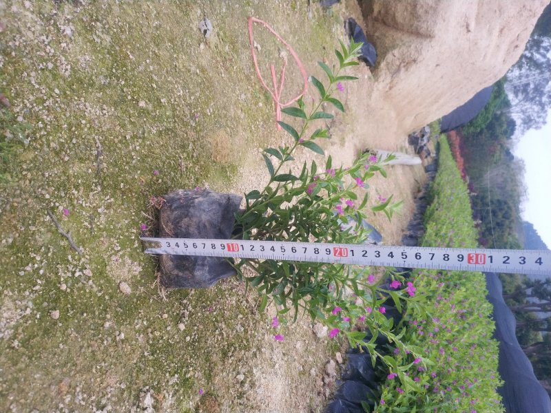 满天星萼距花紫花满天星精品货源大量供应