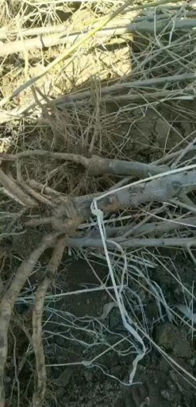 各种嫁接成品桃保证品种苗，品种齐全自家育苗