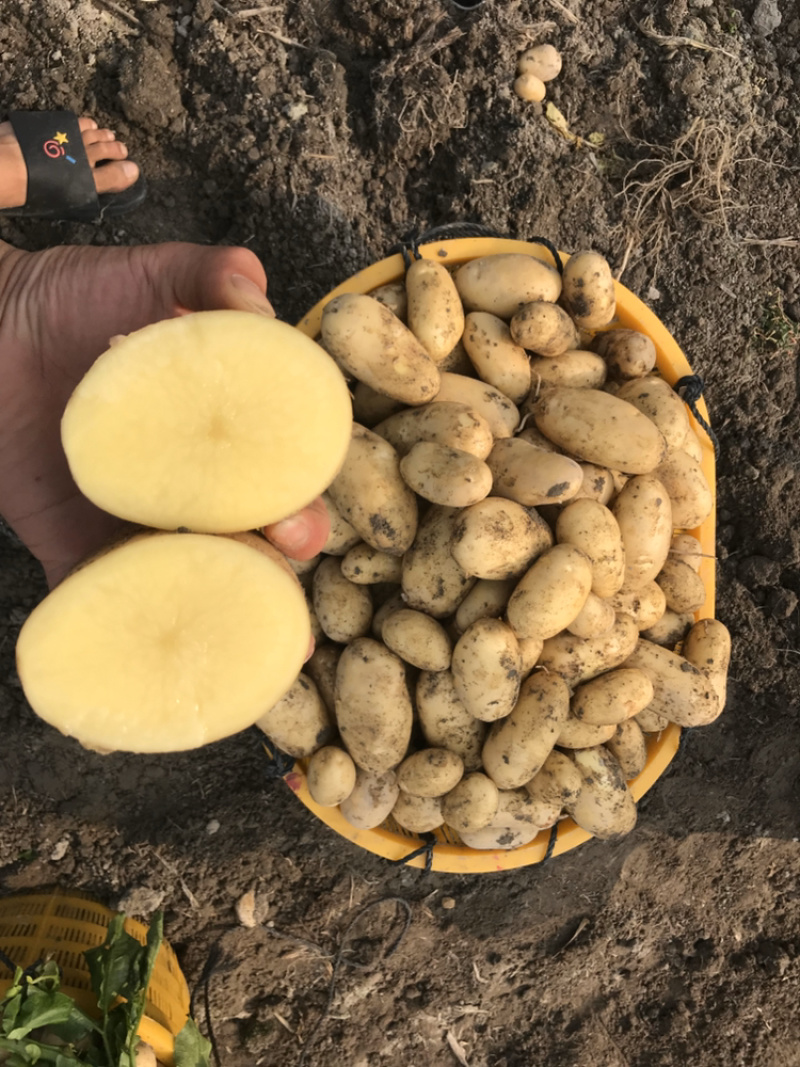 新土豆兴佳2号黄皮黄心专业代办产地直供