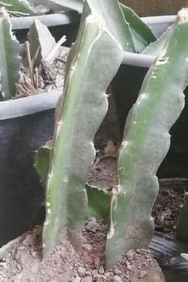 火龙果苗红心火龙果苗