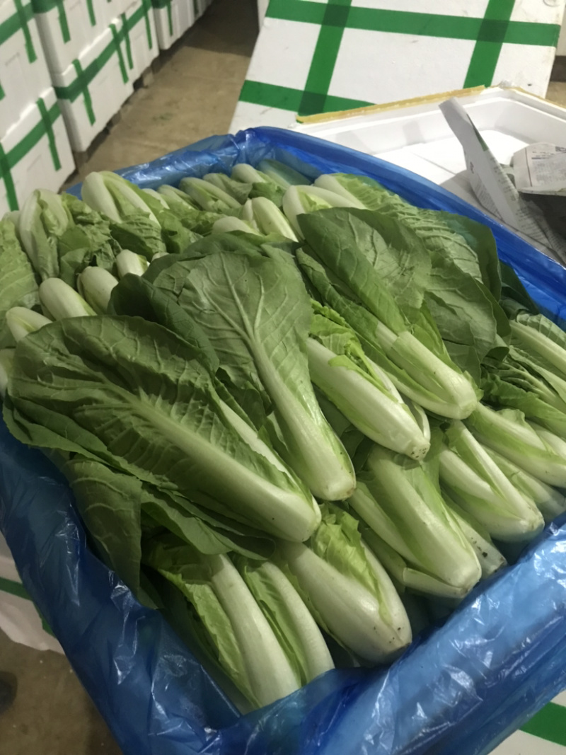 【新鲜现挖】小白菜，山东小白菜，万亩种植基地承接商超批发
