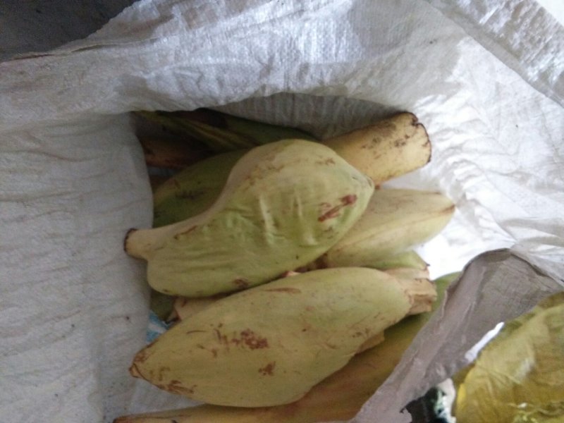 粽苞