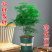 文竹苗文竹盆栽文竹基地净化空气