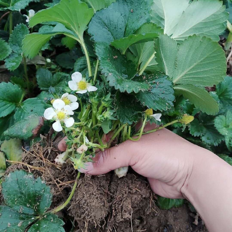 草莓苗草莓盆栽奶油草莓包成活四季草莓苗