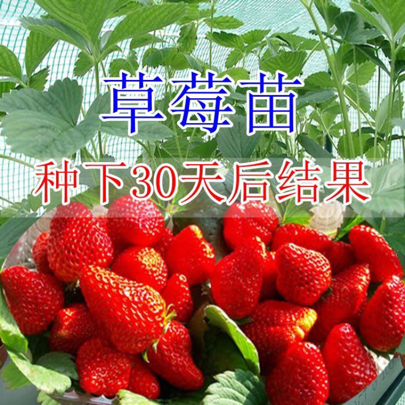 草莓苗草莓盆栽奶油草莓包成活四季草莓苗