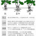 草莓苗草莓盆栽奶油草莓包成活四季草莓苗