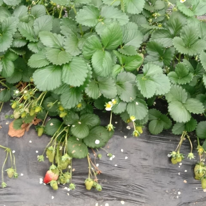 草莓苗草莓盆栽奶油草莓包成活四季草莓苗
