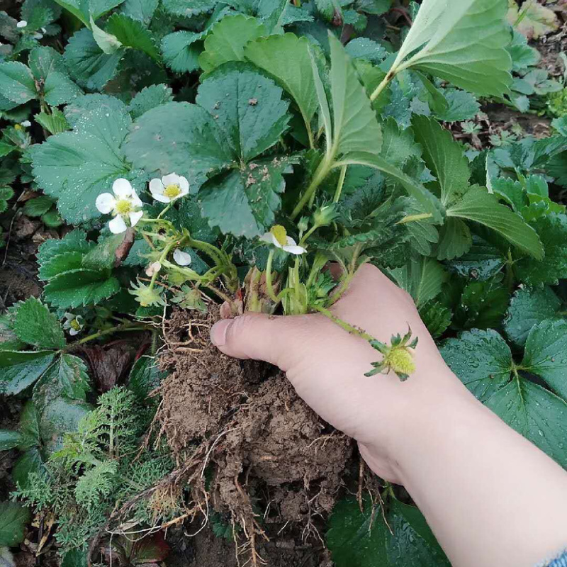 草莓苗草莓盆栽奶油草莓包成活四季草莓苗