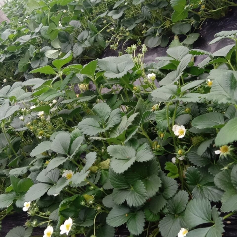 草莓苗草莓盆栽奶油草莓包成活四季草莓苗