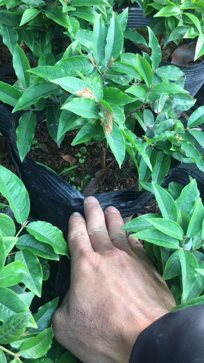 树葡萄树