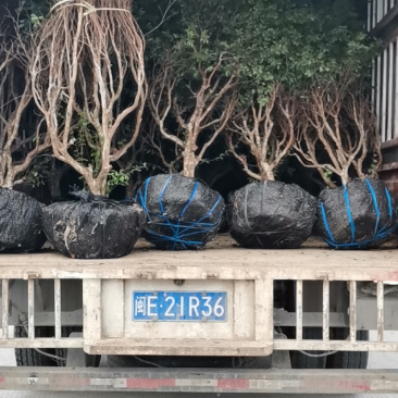 树葡萄树