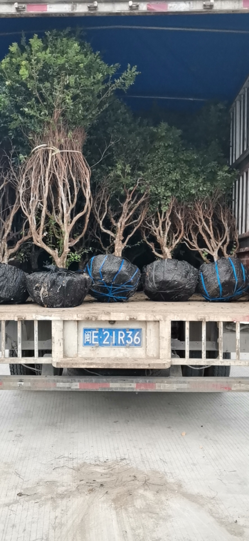 树葡萄树