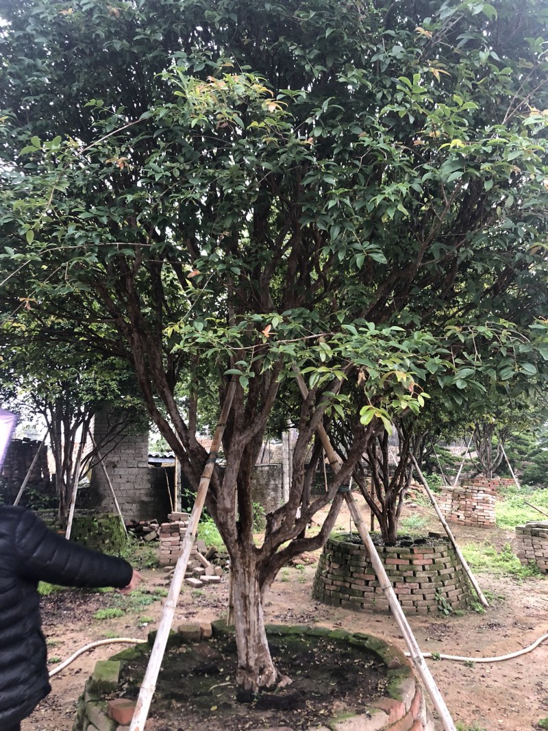 树葡萄树