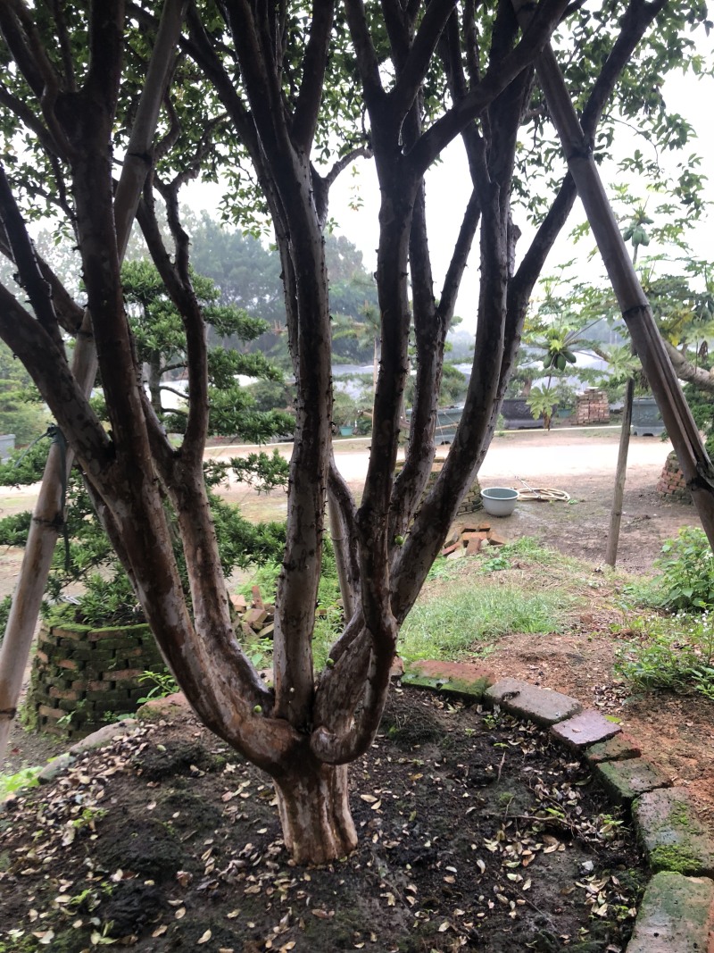 树葡萄树