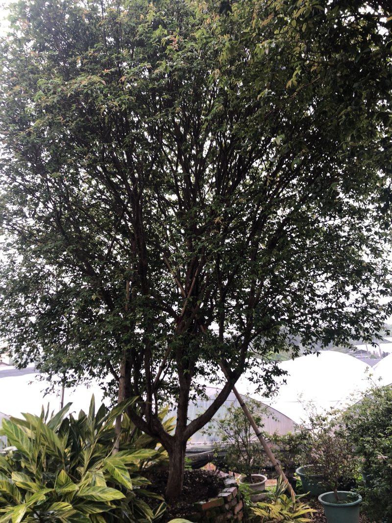 树葡萄树
