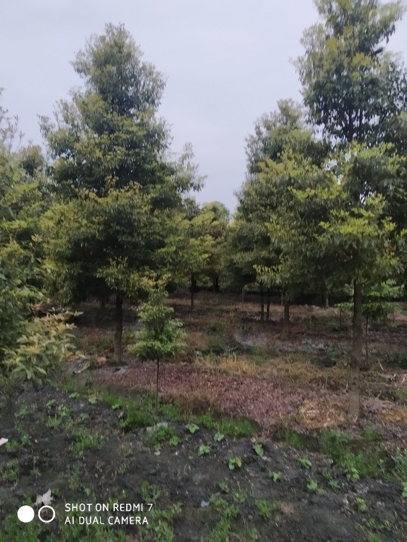 楠木楠木细叶楠木细桢楠