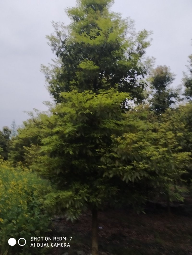 楠木楠木细叶楠木细桢楠